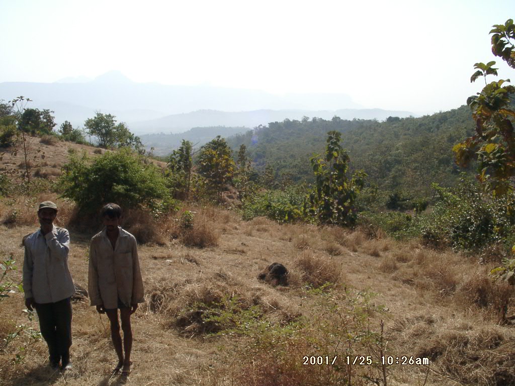 a jungle photo of shangi hills
